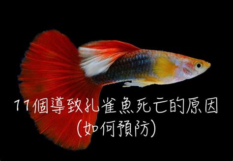 魚死掉怎麼處理|11個導致孔雀魚死亡的原因(如何預防)